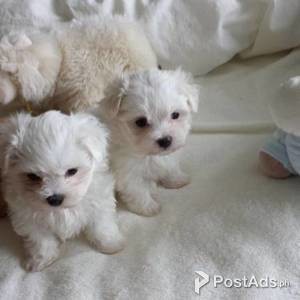 Nice and Healthy Maltese Puppies Available. | PostAds PH
