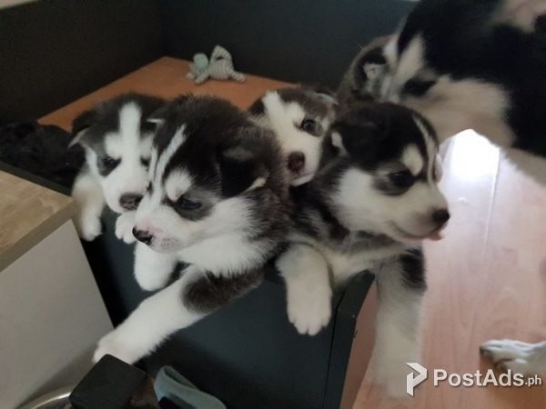  Pure Breed Siberian Husky Puppies.