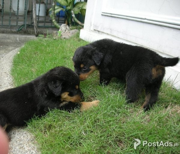 Well trained Rottweiler puppies for new homes