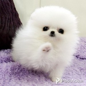 Playful Teacup Pomeranian Puppies For sale | PostAds PH