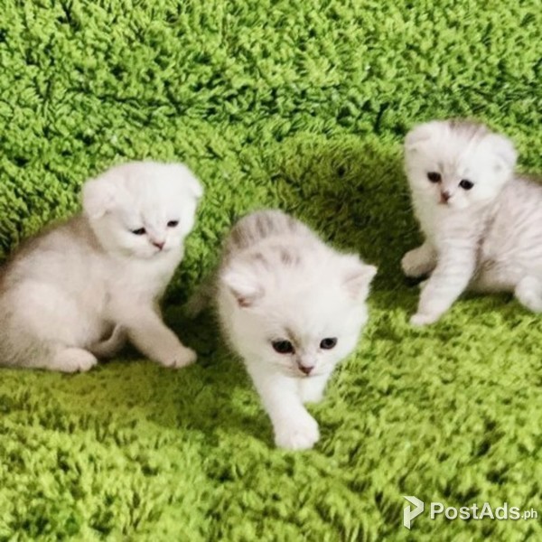 QUALITY SCOTTISH FOLD KITTENS READY NOW TO GO.
