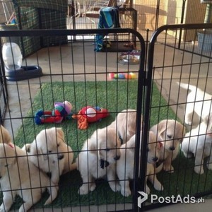 LOVELY YOUNG GOLDEN RETRIEVER PUPPIES | PostAds PH