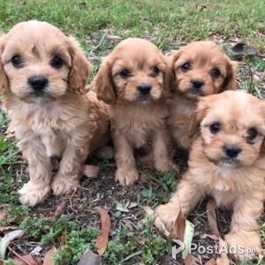 SMART CAVOODLES FOR SALE | PostAds PH