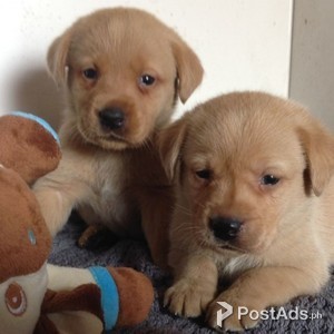 LABRADOR RETRIVER PUPPIES | PostAds PH