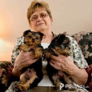 ADORABLE YORKSHIRE TERRIER PUPPIES | PostAds PH