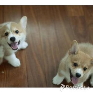 PEMBROKE WELSH CORGI PUPPIES AVAILABLE | PostAds PH