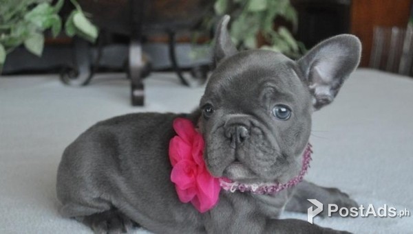 ANKC REG FRENCH BULLDOG PUPPIES READY