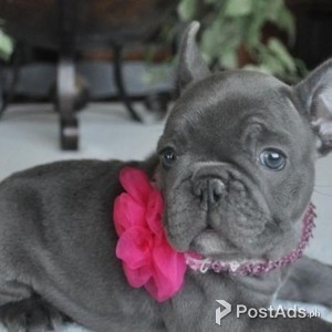 ANKC REG FRENCH BULLDOG PUPPIES READY | PostAds PH