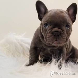 BLUE FRENCH BULLDOG PUPS | PostAds PH