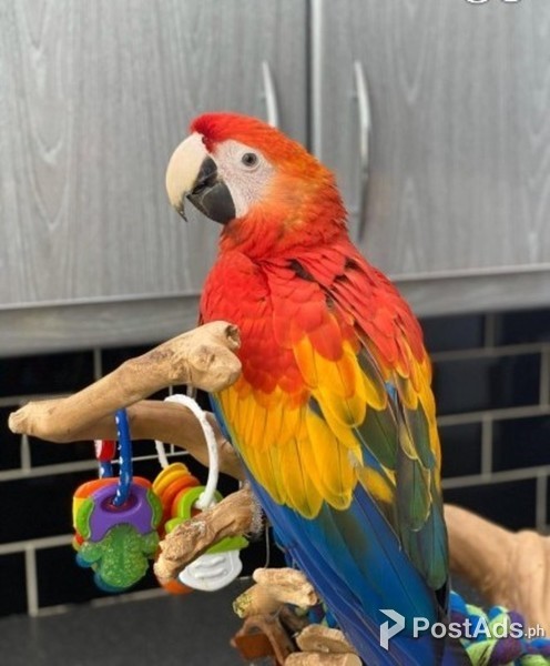 BLUE AND GOLD MACAW PARROTS