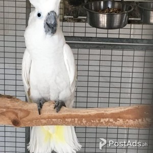 UMBRELLA COCKATOO PARROTS | PostAds PH