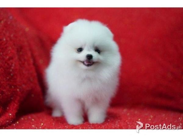 Super Cute Pomeranian Girl