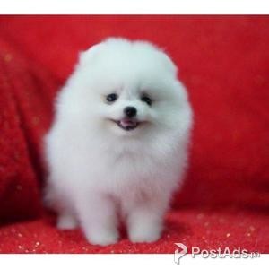 Super Cute Pomeranian Girl | PostAds PH
