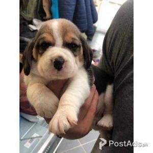 Gorgeous Beagle Puppies. Kc Registered | PostAds PH