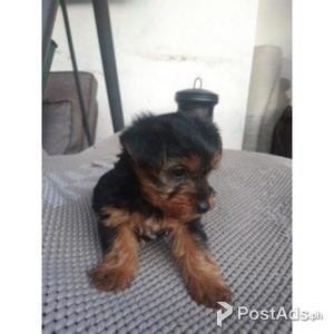 Yorkshire Terrier Puppies | PostAds PH