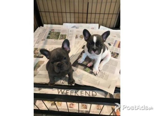 Beautiful Chunky Puppies