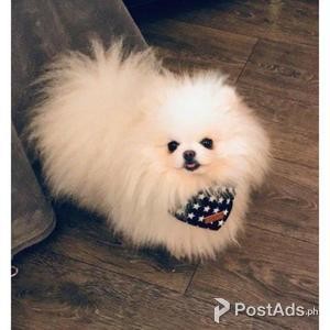 Proven! Extra Tiny Kc-reg Pomeranian Stud Only | PostAds PH