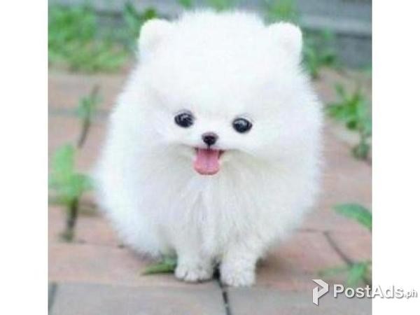 Amazing Micro Teacup Pomeranian Puppy