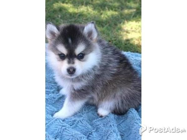 Lovely Pomsky Puppies Just For You And Your Family