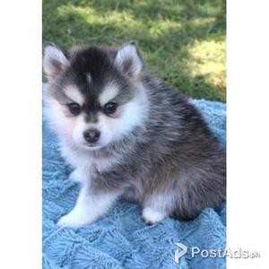 Lovely Pomsky Puppies Just For You And Your Family | PostAds PH