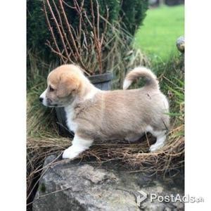 Pembrokeshire Corgis For Sale | PostAds PH