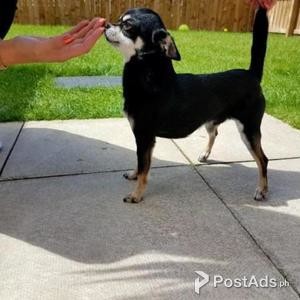 Kc Reg Proven Chihuahua For Stud | PostAds PH