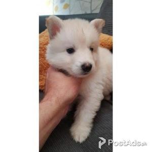 Kc Registered Puppies | PostAds PH