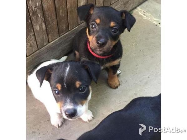 Black And Tan Jack Russell