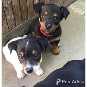 Black And Tan Jack Russell | PostAds PH