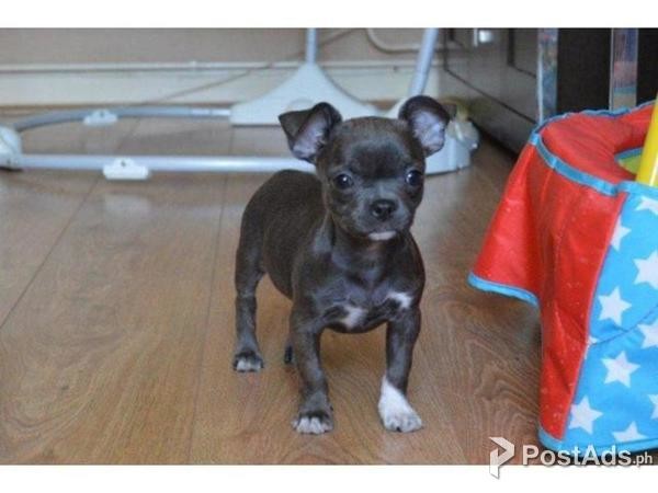 Last Puppies Left For There Forever Homes