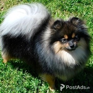 Adorable Pomeranian puppies for adoption | PostAds PH