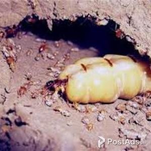 Pest Control Services (Termites / Anay Control) | PostAds PH