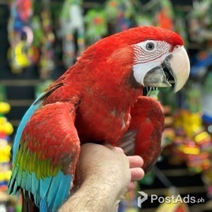 adorable green wing macaw parrots | PostAds PH