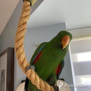 Beautiful solomon island eclectus parrot | PostAds PH