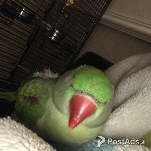 Alexandrian baby parrot handfed friendly | PostAds PH