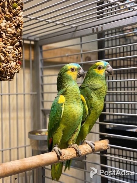 adorable Amazon parrots