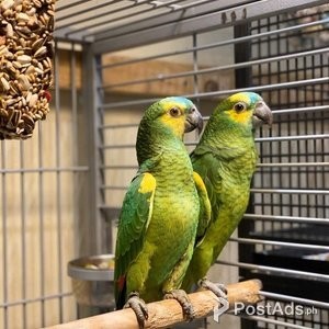 adorable Amazon parrots | PostAds PH