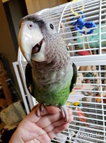 cute jardines poicephalus parrots