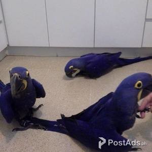 registered Hyacinth-Macaw parrots | PostAds PH
