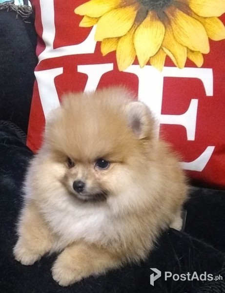 Two Awesome T-Cup Pomeranian Puppies 