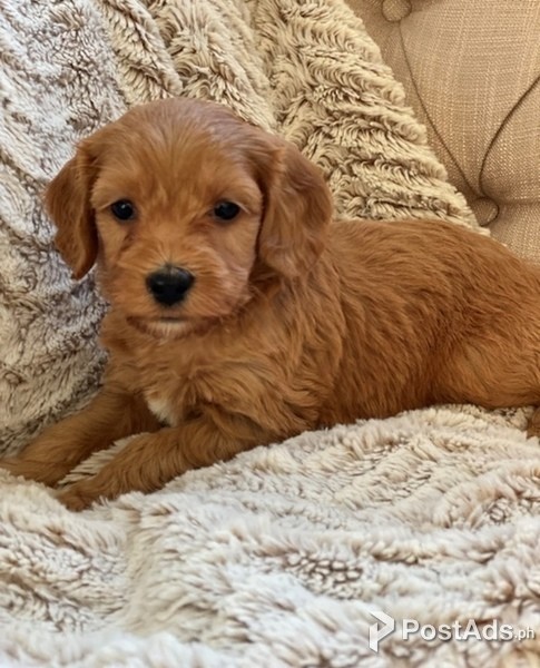 Labradoodle Puppies