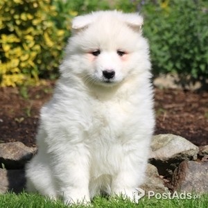samoyed puppy | PostAds PH