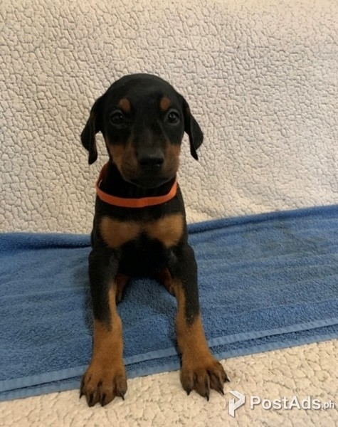 pedigree doberman puppies