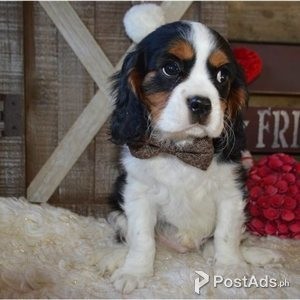 Cavalier King Charles Spaniels Puppies | PostAds PH