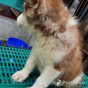 Blue eyes Siberian Husky Puppies | PostAds PH