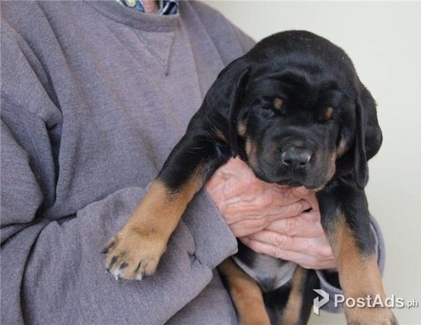 Stunning Rottweiler puppies