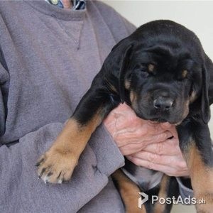 Stunning Rottweiler puppies | PostAds PH