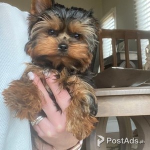 Teacup Yorkies for Adoption | PostAds PH