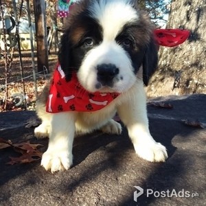 gorgous saint bernard puppies | PostAds PH