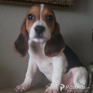 Full Bred Beagle Puppies | PostAds PH